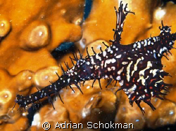 Close up of Ghost Pipe Fish at Redang Island.... Somethin... by Adrian Schokman 